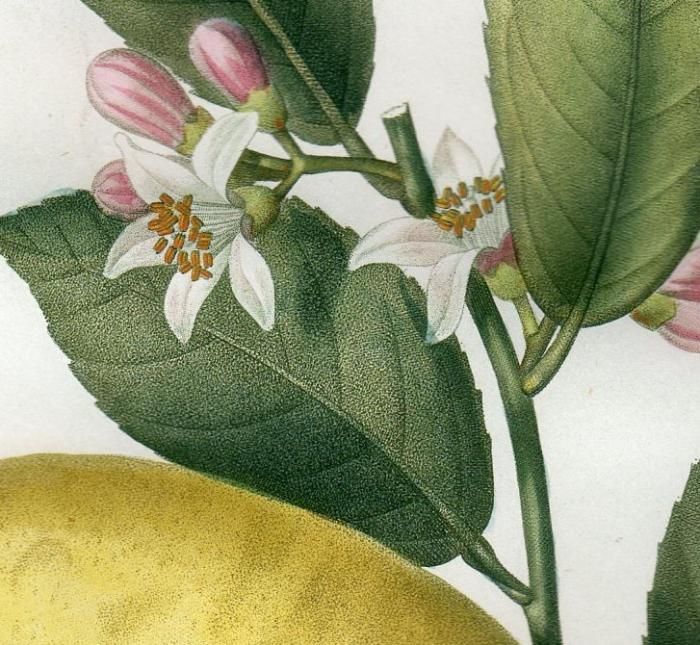 1819年 Du Monceau Nouveau Traite des Arbres Fruitiers No.40