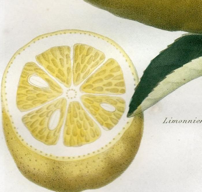 日本画　レモン 楽天市場】合同 ニッポンプレミアム 瀬戸内産レモン 350ml 缶