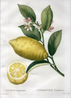 1819ǯ Du Monceau Nouveau Traite des Arbres Fruitiers No.40 ߥ ߥ°  CITRUS Limonium