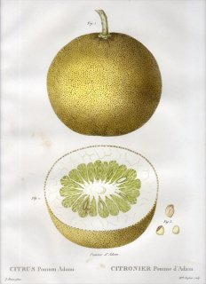 1819年 Du Monceau Nouveau Traite des Arbres Fruitiers No.41 ミカン科 ミカン属 CITRUS Pomum Adami