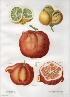 1819年 Du Monceau Nouveau Traite des Arbres Fruitiers No.42 ミカン科 ミカン属 CITRUS