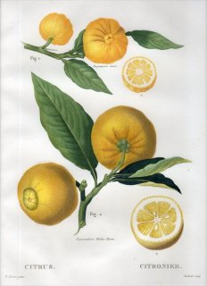 1819年 Du Monceau Nouveau Traite des Arbres Fruitiers No.43 ミカン科 ミカン属 CITRUS