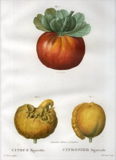 1819年 Du Monceau Nouveau Traite des Arbres Fruitiers No.44 ミカン科 ミカン属 CITRUS Bigarradia