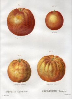 1819年 Du Monceau Nouveau Traite des Arbres Fruitiers No.45 ミカン科 ミカン属 CITRUS Aurantium
