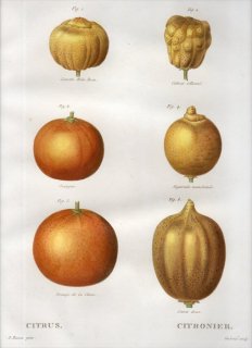 1819年 Du Monceau Nouveau Traite des Arbres Fruitiers No.47 ミカン科 ミカン属 CITRUS