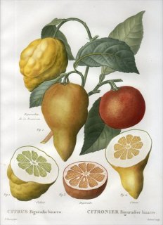 1819年 Du Monceau Nouveau Traite des Arbres Fruitiers No.48 ミカン科 ビターオレンジ CITRUS Bigaradia bizarro