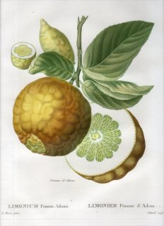 1819年 Du Monceau Nouveau Traite des Arbres Fruitiers No.52 ミカン科 LIMONIUM Pomum Adami