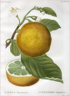 1819年 Du Monceau Nouveau Traite des Arbres Fruitiers No.54 ミカン科 ミカン属 ブンタン CITRUS Decumana