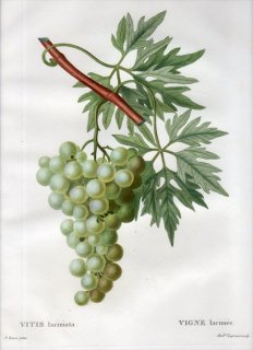 1819年 Du Monceau Nouveau Traite des Arbres Fruitiers No.55 ブドウ科 ブドウ属 VITIS laciniata