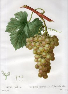 1819ǯ Du Monceau Nouveau Traite des Arbres Fruitiers No.56 ֥ɥ ֥ɥ° VITIS vinifera