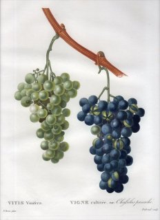 1819ǯ Du Monceau Nouveau Traite des Arbres Fruitiers No.57 ֥ɥ ֥ɥ° VITIS Vinifera