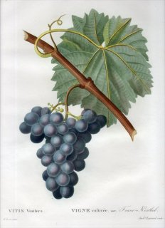 1819年 Du Monceau Nouveau Traite des Arbres Fruitiers No.58 ブドウ科 ブドウ属 VITIS Vinifera