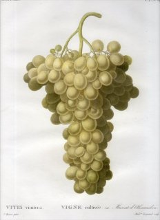 1819年 Du Monceau Nouveau Traite des Arbres Fruitiers No.59 ブドウ科 ブドウ属 VITIS vinifera
