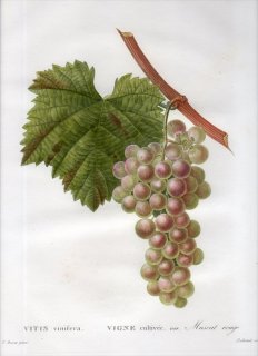 1819ǯ Du Monceau Nouveau Traite des Arbres Fruitiers No.61 ֥ɥ ֥ɥ° VITIS vinifera