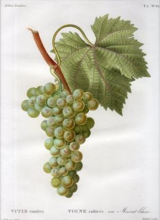 1819年 Du Monceau Nouveau Traite des Arbres Fruitiers No.62 ブドウ科 ブドウ属 VITIS vinifera