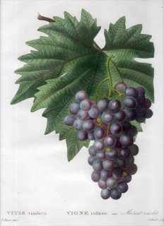 1819ǯ Du Monceau Nouveau Traite des Arbres Fruitiers No.63 ֥ɥ ֥ɥ° VITIS vinifera
