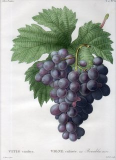 1819年 Du Monceau Nouveau Traite des Arbres Fruitiers No.64 ブドウ科 ブドウ属 VITIS vinifera