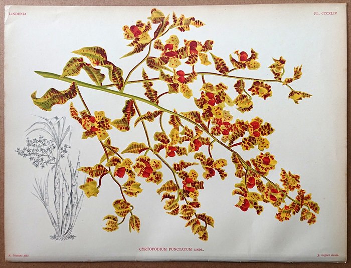 1892年 Linden Lindenia Pl.344 ラン科 キルトポディウム属 CYRTOPODIUM PUNCTATUM LINDL -  アンティークプリント 博物画 ボタニカルアートの通販サイト Spirito di Artigiano