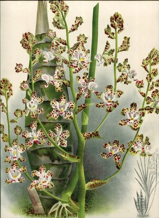 1893年 Linden Lindenia Pl.371 ラン科 キルトポディウム属 1893年 Linden Lindenia Pl.371 ラン科 キルトポディウム属