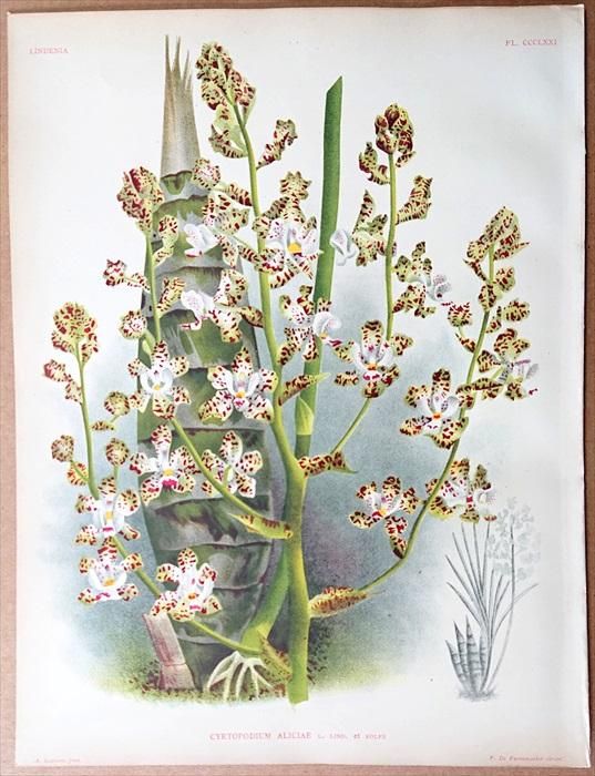1893年 Linden Lindenia Pl.371 ラン科 キルトポディウム属 1893年 Linden Lindenia Pl.371 ラン科 キルトポディウム属
