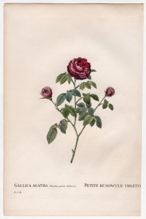 1828年 Redoute Les Roses バラ科 バラ属 GALLICA AGATHA