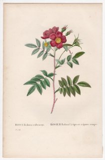 1828ǯ Redoute Les Roses Х Х° ROSA Redutea rubescens