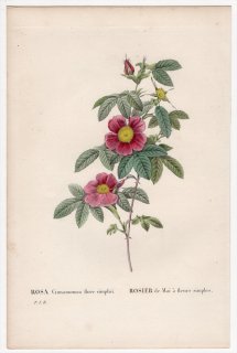 1828年 Redoute Les Roses バラ科 バラ属 ROSA Cinnamomea flore simplici
