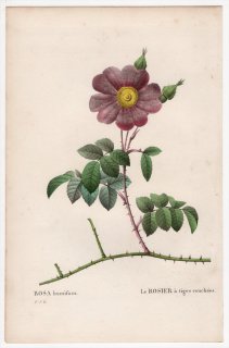 1828年 Redoute Les Roses バラ科 バラ属 ROSA humifusa