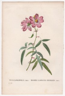 1828年 Redoute Les Roses バラ科 バラ属 ROSA LONGIFOLIA