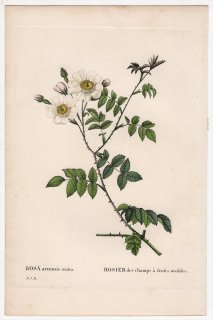 1828年 Redoute Les Roses バラ科 バラ属 ROSA arvensis ovata