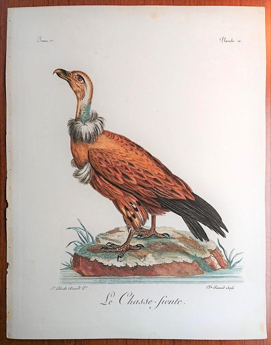 1799年 Levaillant アフリカ鳥類の自然史 1巻 Pl 10 タカ科 シロエリハゲワシ属 ケープハゲワシ Le Chasse Fiente アンティークプリント ボタニカルアート 博物画の通販サイト Spirito Di Artigiano