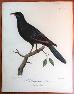 1799年 Levaillant アフリカ鳥類の自然史 2巻 Pl.83 ムクドリ科 チャバネテリムク属 アカバネテリムク Le Roupenne 雄