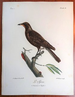 1799年 Levaillant アフリカ鳥類の自然史 2巻 Pl.88 ムクドリ科 テリムクドリ属 シロハラチャムクドリ Le Spreo