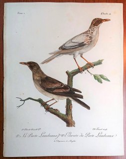 1799年 Levaillant アフリカ鳥類の自然史 2巻 Pl.94 ムクドリ科 クレアトフォラ属 トサカムクドリ Le Porte Lambeaux