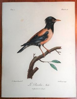 1799年 Levaillant アフリカ鳥類の自然史 2巻 Pl.96 ムクドリ科 ムクドリ属 バライロムクドリ Le Roselin 雄