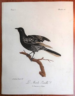1802年 Levaillant アフリカ鳥類の自然史 3巻 Pl.116 ミツスイ科 ミミダレミツスイ属 キガオミツスイ Le Merle Ecaille