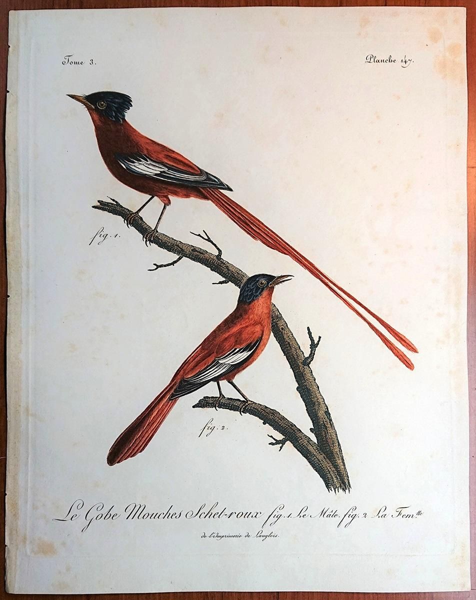 1802年 Levaillant アフリカ鳥類の自然史 3巻 Pl.147 カササギ