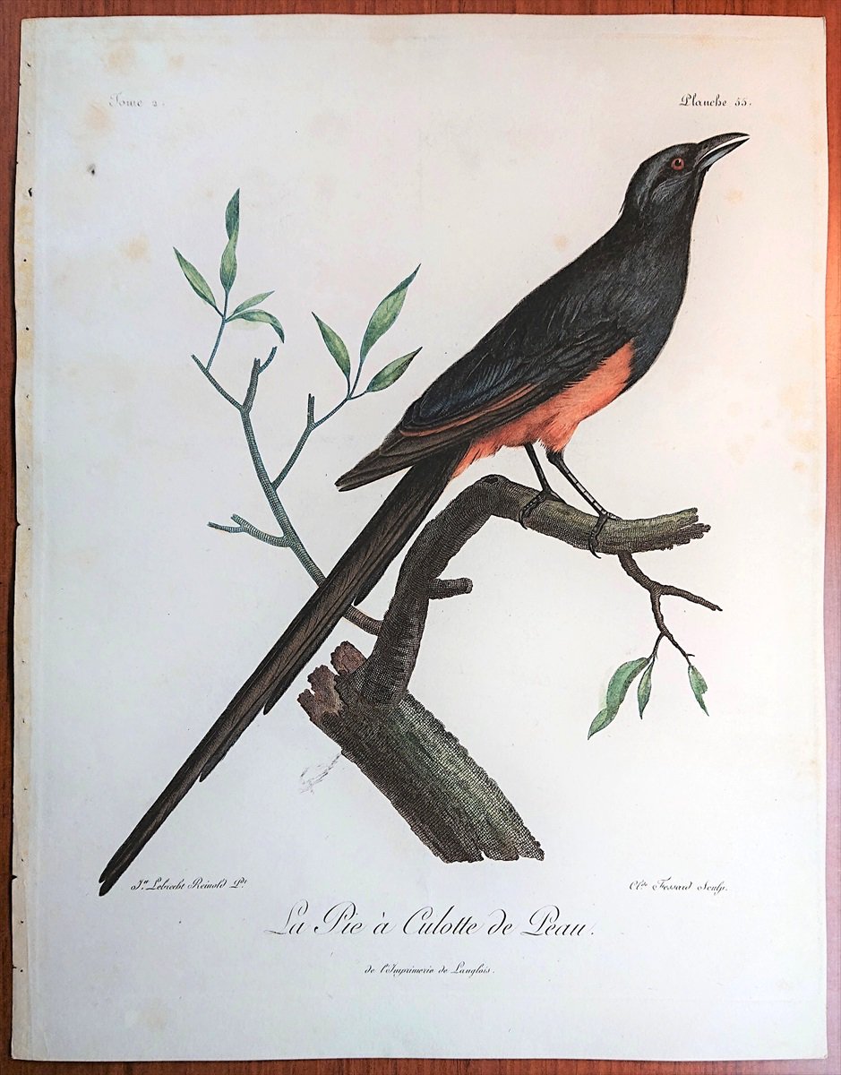 1799年 Levaillant アフリカ鳥類の自然史 2巻 Pl.55 カラス科 カラス属 La Pie a Culotte de Peau -  アンティークプリント ボタニカルアート 博物画の通販サイト Spirito di Artigiano