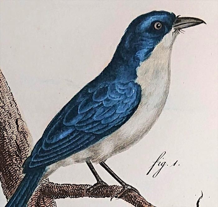 1805年 Levaillant アフリカ鳥類の自然史 4巻 Pl 158 ツグミ科 ルリツグミ属 ムジルリツグミ Le Gobe Mouches Azurou 雄 雌 アンティークプリント ボタニカルアート 博物画の通販サイト Spirito Di Artigiano 1805年 Levaillant アフリカ鳥類の自然史 4巻 Pl 158 ツグミ科 ルリツグミ属 ムジルリツグミ Le Gobe Mouches Azurou 雄 雌 アンティークプリント ボタニカルアート 博物画の通販サイト Spirito Di Artigiano