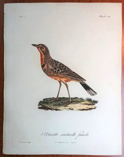 1805年 Levaillant アフリカ鳥類の自然史 4巻 Pl.196 セキレイ科 ツメナガタヒバリ属 アカノドツメナガタヒバリ L'Alouette sentinelle 雌