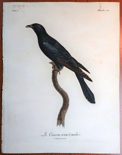 1806年 Levaillant アフリカ鳥類の自然史 5巻 Pl.204 カッコウ科 カッコウ属 クロカッコウ Le Coucou criard 雄
