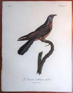 1806年 Levaillant アフリカ鳥類の自然史 5巻 Pl.206 カッコウ科 カッコウ属 チャムネカッコウ Le Coucou solitaire 雄
