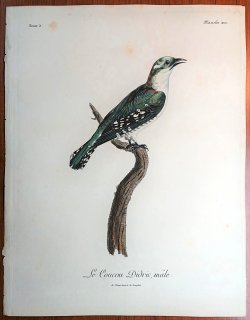 1806年 Levaillant アフリカ鳥類の自然史 5巻 Pl.210 カッコウ科 テリカッコウ属 ミドリカッコウ Le Coucou Didric 雄