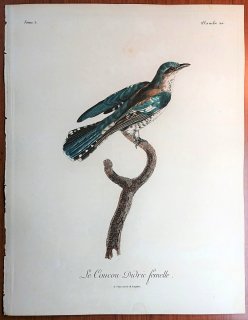 1806年 Levaillant アフリカ鳥類の自然史 5巻 Pl.211 カッコウ科 テリカッコウ属 ミドリカッコウ Le Coucou Didric 雌