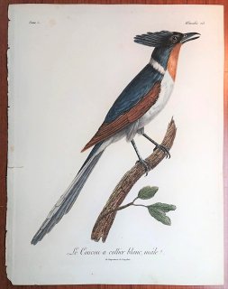 1806年 Levaillant アフリカ鳥類の自然史 5巻 Pl.213 カッコウ科 カンムリカッコウ属 カンムリカッコウ Le Coucou a collier blanc 雄