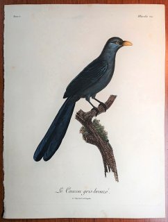 1806年 Levaillant アフリカ鳥類の自然史 5巻 Pl.215 カッコウ科 ザンクロストムス属 アカハシバンケンモドキ Le Coucou gris-bronze