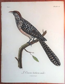 1806年 Levaillant アフリカ鳥類の自然史 5巻 Pl.216 カッコウ科 オニカッコウ属 オニカッコウ Le Coucou tachirou 雄