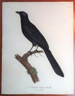 1806年 Levaillant アフリカ鳥類の自然史 5巻 Pl.222 カッコウ科 オニカッコウ属 Le Coucal negre 雄