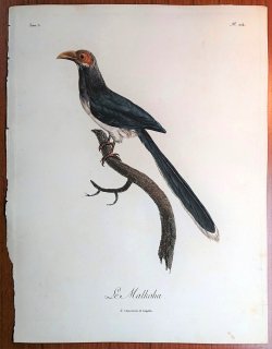 1806年 Levaillant アフリカ鳥類の自然史 5巻 Pl.224 カッコウ科 バンケンモドキ属 アカガオバンケンモドキ Le Malkoha