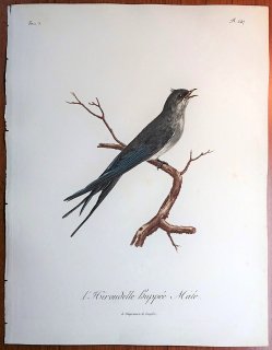 1806年 Levaillant アフリカ鳥類の自然史 5巻 Pl.247 カンムリアマツバメ科 カンムリアマツバメ属 L'Hirondelle Huppee 雄